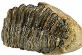 Fossil Woolly Mammoth Lower M Molar - Poland #295845-3